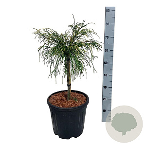 Thuja plicata 'Golden Whipcord' 40 cm stam 15L kroon 50-60