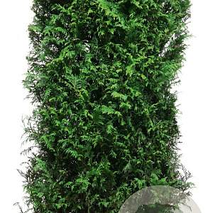 Thuja plicata 'Martin' 200 Hoog Haagelement 100Bx40D