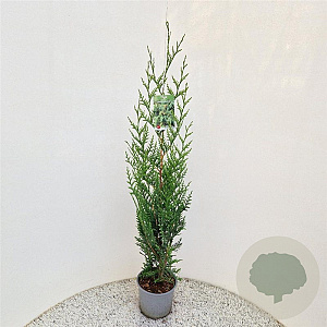 Thuja pl. 'Atrovirens' 100-125 cm 3,0L