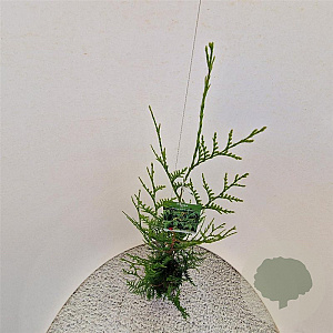 Thuja pl. 'Atrovirens' 100-125 cm 3,0L