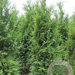 Thuja pl. 'Atrovirens' 150-175 cm met kluit
