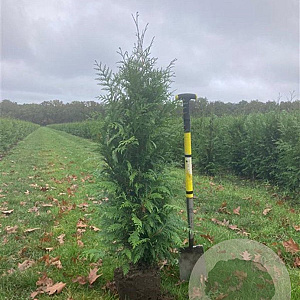 Thuja pl. 'Excelsa' 80-100 cm met kluit