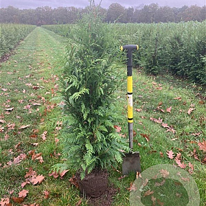 Thuja pl. 'Excelsa' 150-175 cm met kluit