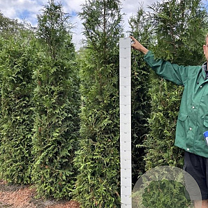 Thuja pl. 'Excelsa' 225-250 cm met kluit