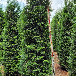 Thuja pl. 'Excelsa' 250-275 cm draadkluit extra