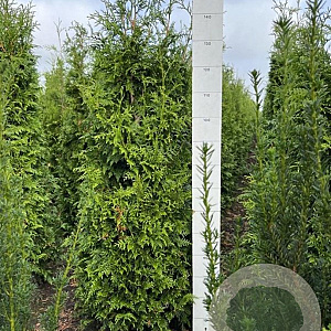 Thuja pl. 'Gelderland' 140-160 cm met kluit