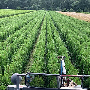 Thuja pl. 'Martin' 100-120 cm met kluit