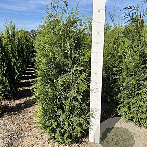 Thuja pl. 'Martin' 125-150 cm met kluit