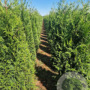 Thuja pl. 'Martin' 200-225 cm met kluit extra