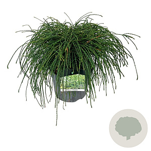 Thuja pl. 'Whipcord' 40-50 cm 6L