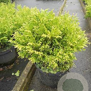 Thujopsis dolabrata 'Nana' 15-20 cm 3,0L