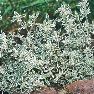 Thymus citriodorus 'Silver Queen' GM P9