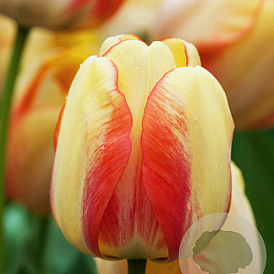 Tulipa 'Beauty Of Spring' 11-12 cm verpakt per 100