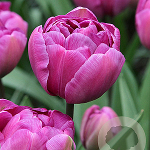 Tulipa 'Blue Diamond' 11-12 cm verpakt per 100