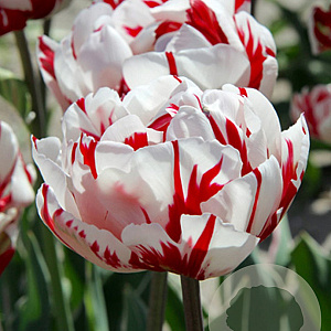 Tulipa 'Carnaval De Nice' 11-12 cm verpakt per 100