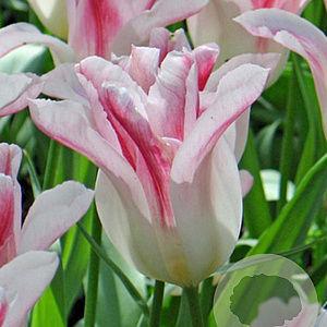 Tulipa 'Holland Chic' 11-12 cm verpakt per 100