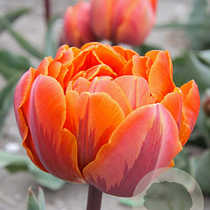 Tulipa 'Orange Princess' 11-12 cm verpakt per 100