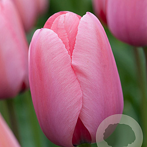 Tulipa 'Pink Impression' 11-12 cm verpakt per 100