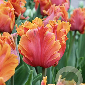 Tulipa Amazing Parrot 12 cm verpakt per 100