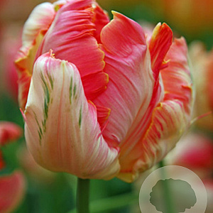 Tulipa Apricot Parrot 12 cm verpakt per 100