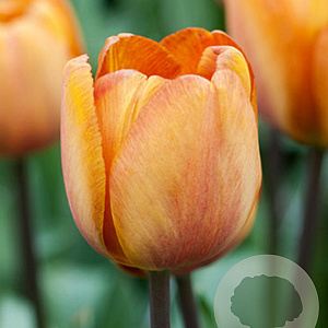 Tulipa Brown Sugar 12 cm verpakt per 100