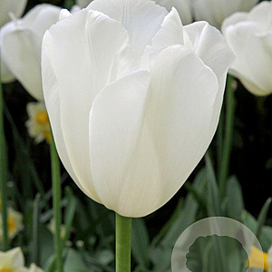 Tulipa Clearwater 11-12 cm verpakt per 100