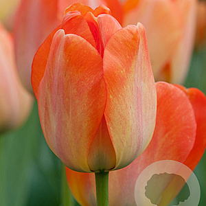 Tulipa Daydream 11-12 cm verpakt per 100