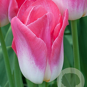 Tulipa Dynasty 11-12 cm verpakt per 100