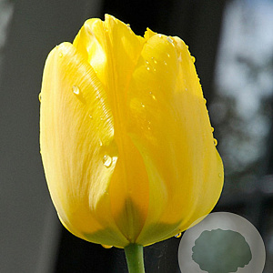 Tulipa Jan van Nes 11-12 cm verpakt per 100