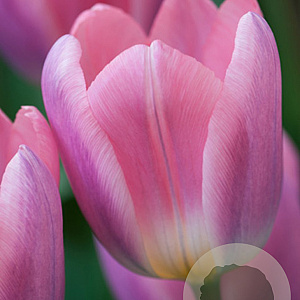 Tulipa Light and Dreamy 11-12 cm verpakt per 100