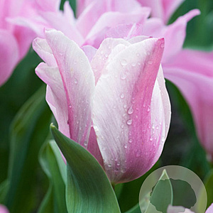 Tulipa Mistress Mystic 11-12 cm verpakt per 100