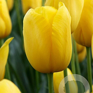 Tulipa Muscadet 12 cm verpakt per 100