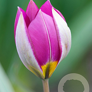 Tulipa pulchella 'Persian Pearl' verpakt per 100
