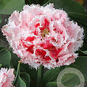 Tulipa Queensland 11-12 cm verpakt per 100