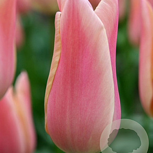 Tulipa Sanne 11-12 cm verpakt per 100