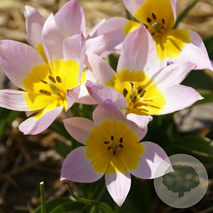 Tulipa saxatilis 5-6 cm verpakt per 100