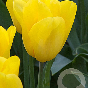 Tulipa Strong Gold 11-12 cm verpakt per 100