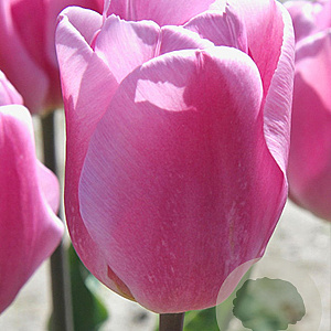 Tulipa Synaeda Amor 11-12 cm verpakt per 100