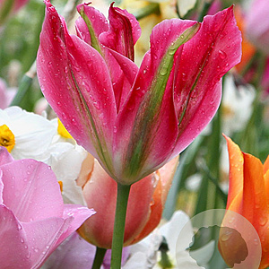 Tulipa Virichic 11-12 cm verpakt per 100