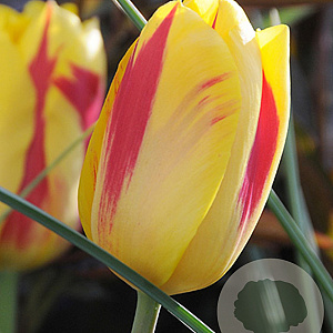Tulipa Washington 11-12 cm verpakt per 100