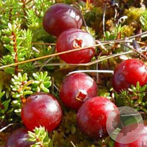 Vaccinium cor. 'Early Black' 60-70 cm 2,0L