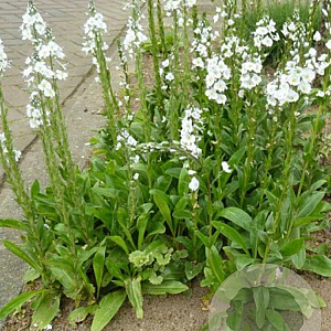 Veronica gentianoides 'Pallida' GM P9 BIO