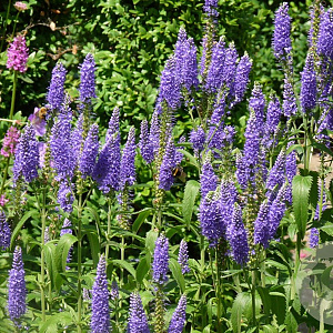 Veronica longifolia 'Blauriesin' GM P9