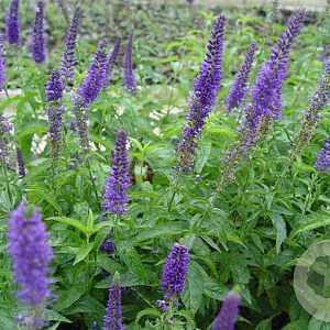 Veronica longifolia 'Dark Maetje' GM P9
