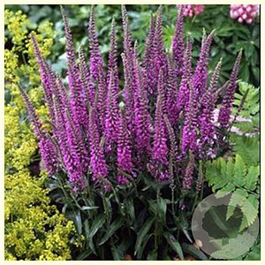 Veronica longifolia 'Eveline' GM P9