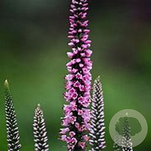 Veronica longifolia 'Pink Eveline' GM P9