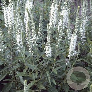 Veronica spicata 'Alba' GM P9