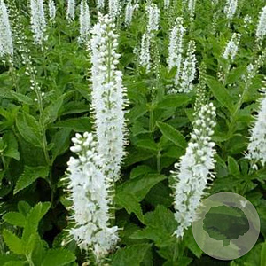 Veronica spicata 'Icicle' GM P9