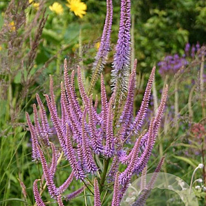Veronicastrum virginicum 'Adoration' GM P9 BIO