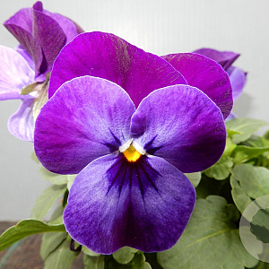Viola hybride kleinbloemig paars GM P9